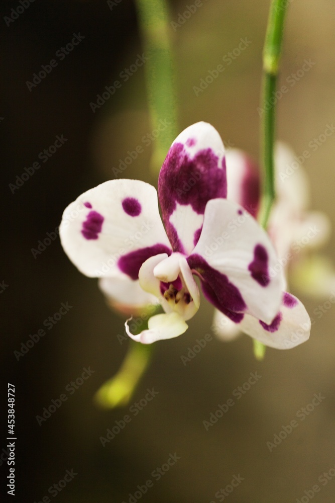 White and Purple Phalaenopsis Orchid