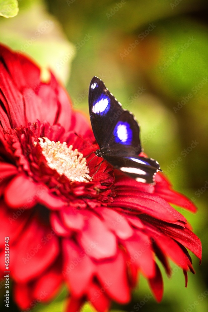 蝴蝶以花为食