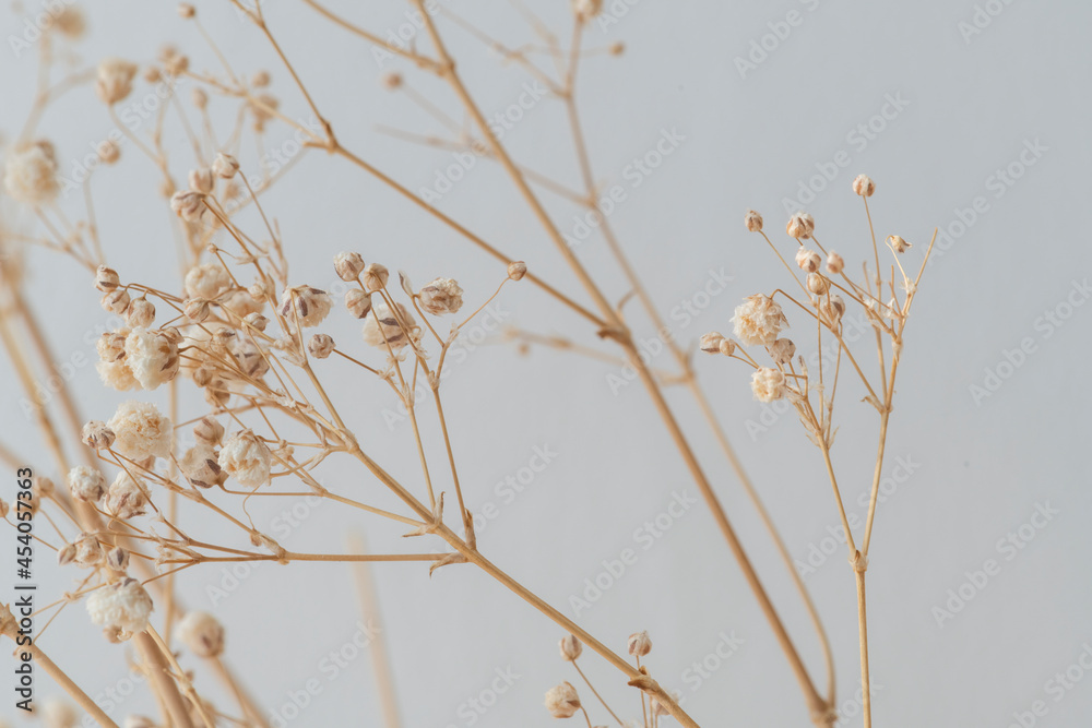 Dried gypsophila on a gray background