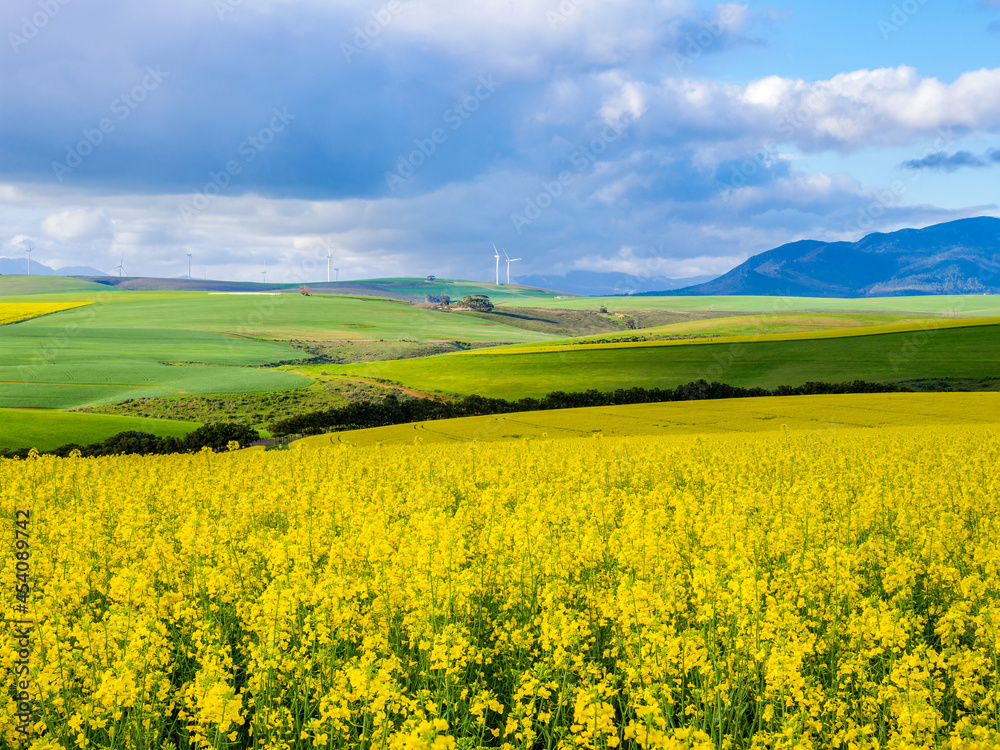 Beautiful rolling hills of canola flowers and farmlands in spring with the Klipheuwel Wind Farm in t