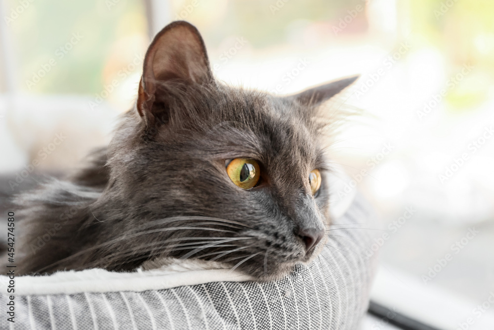 Cute grey cat in pet bed at home