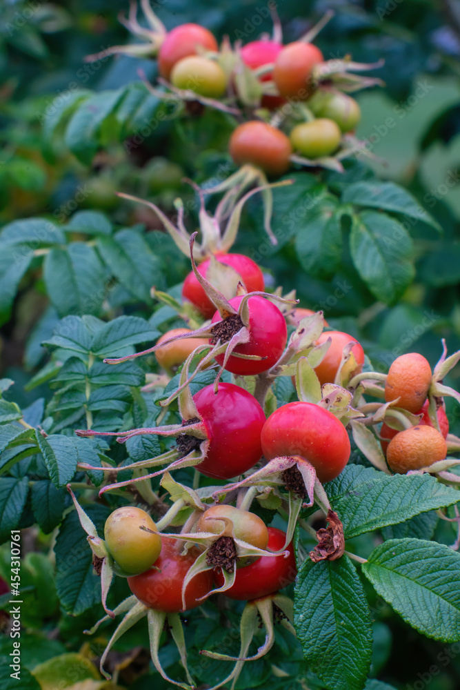 Rose hip (rose haw, rose hep) bush with fruits