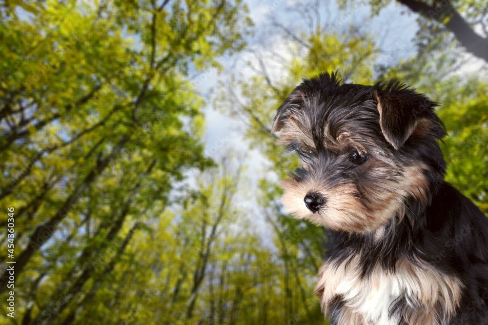 犬类。