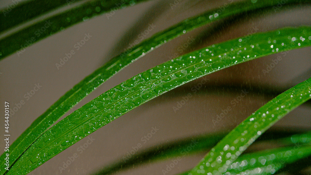 MACRO，DOF：微小的水滴撒在郁郁葱葱的绿色装饰草上。