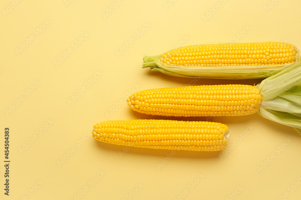 Fresh corn cobs on color background