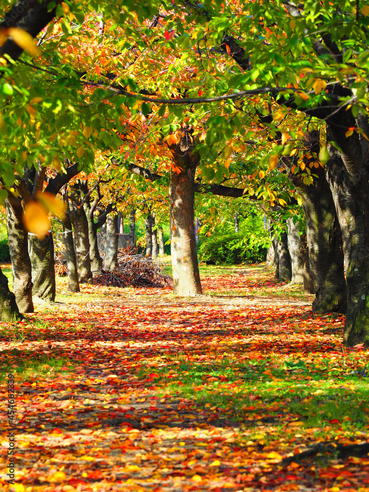 紅葉が鮮やかな大阪城公園の風景