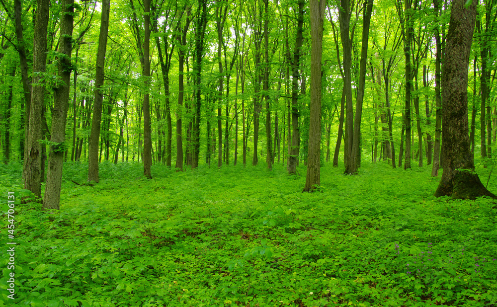 Forest trees in spring