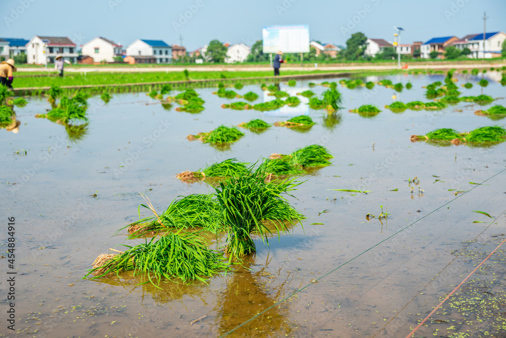 Farmers planting seedlings in rice fields