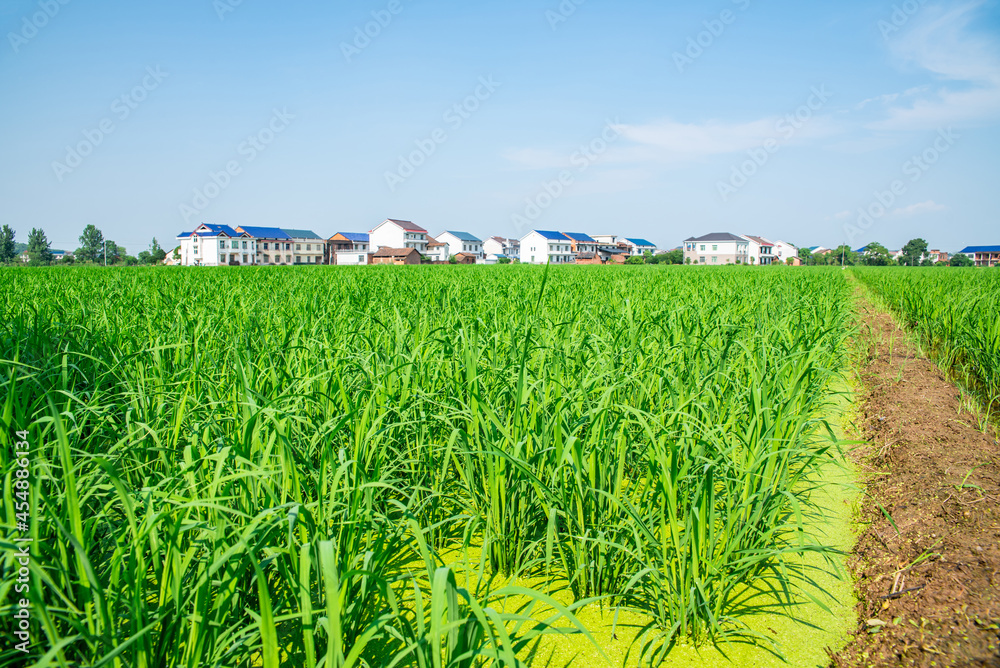 中国湖南农村稻田的农业种植背景