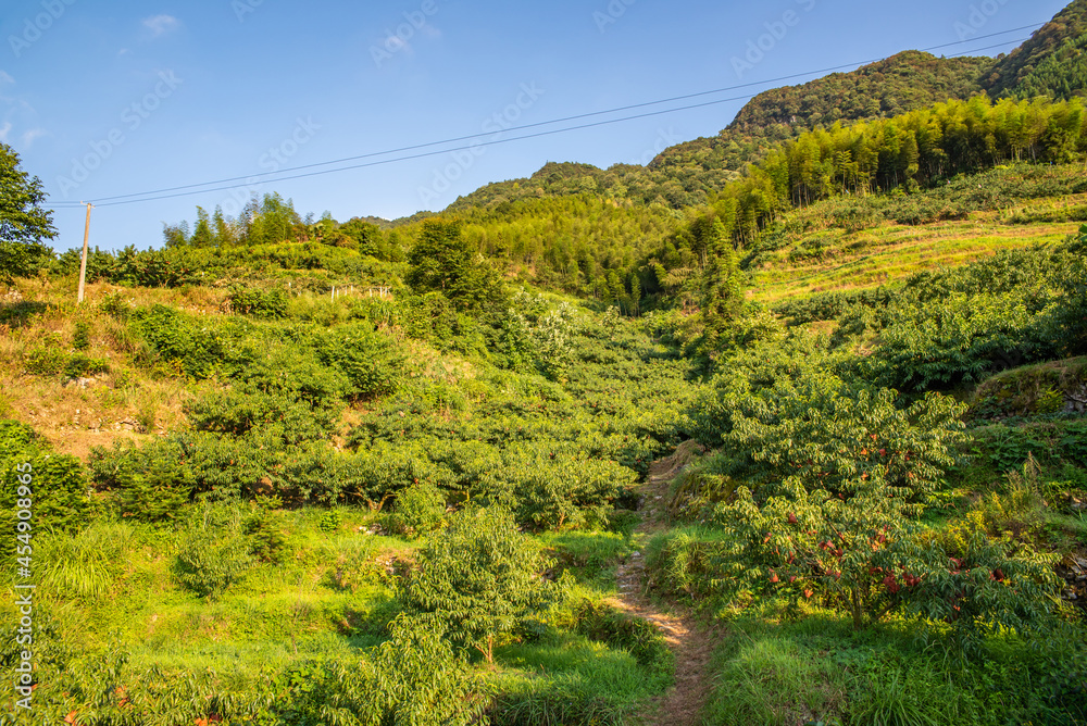 中国湖南省炎陵高山黄桃种植果林