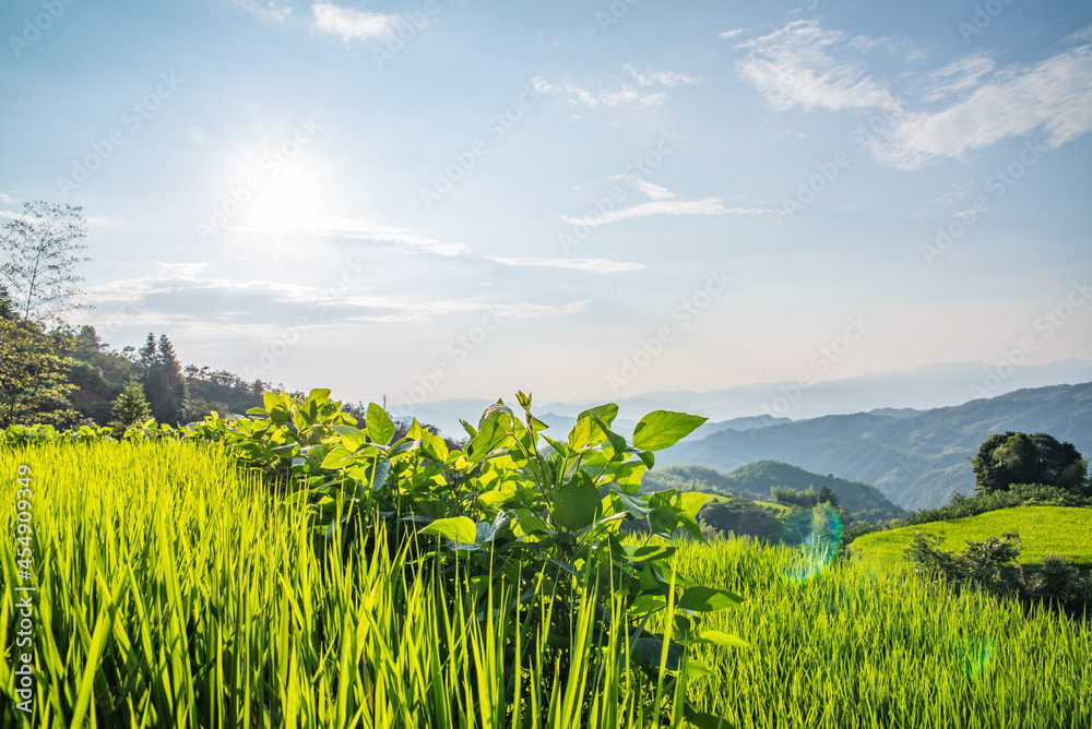 中国湖南省炎陵县高山梯田