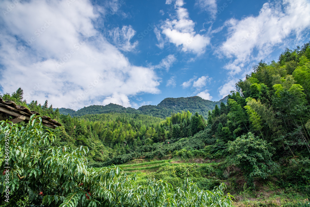 中国湖南省炎陵高山黄桃种植果林