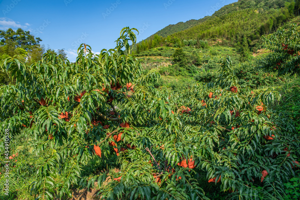 中国湖南省炎陵高山黄桃种植果林