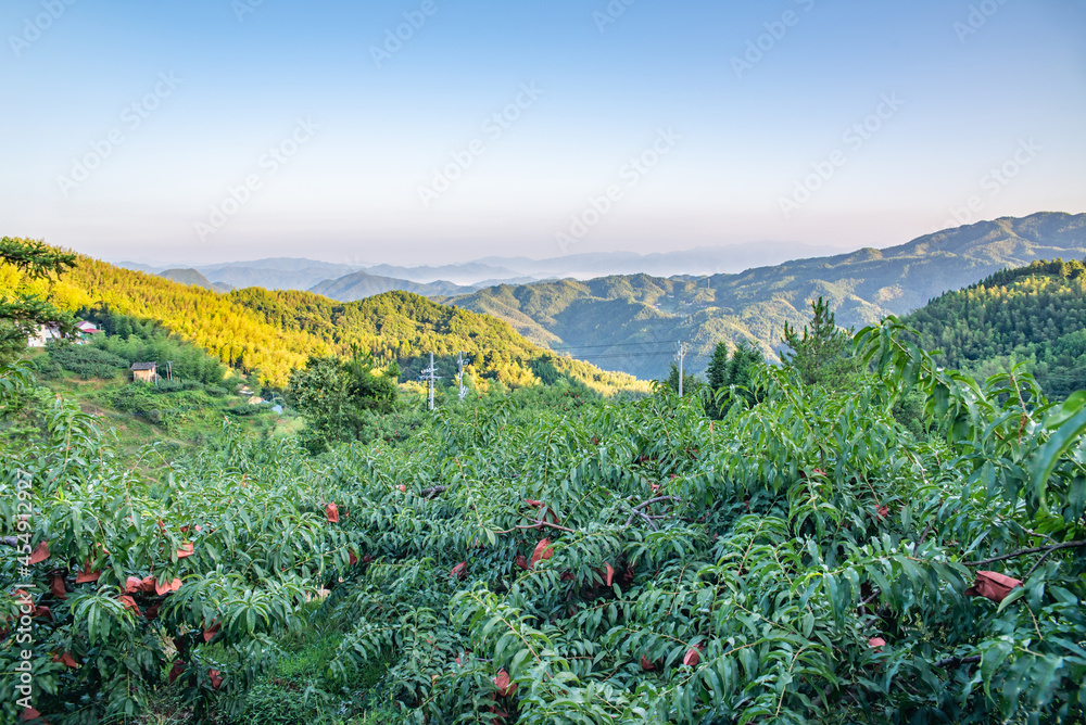 中国湖南省炎陵高山黄桃种植果林