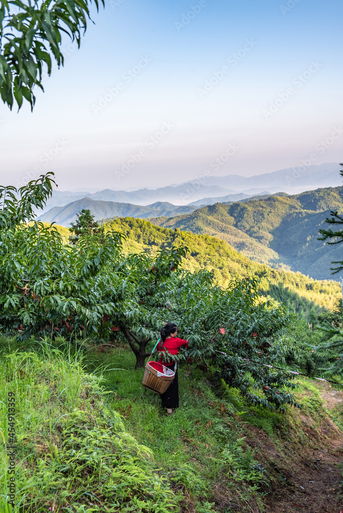 中国湖南省炎陵高山黄桃种植果林