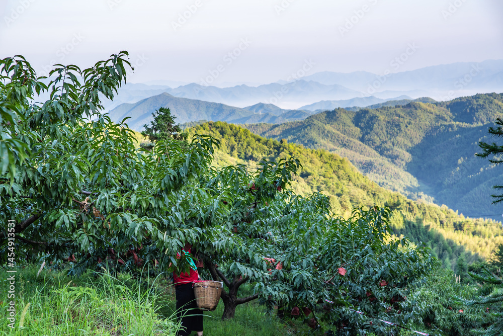 中国湖南省炎陵高山黄桃种植果林