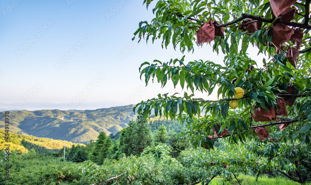 中国湖南省炎陵高山黄桃种植果林