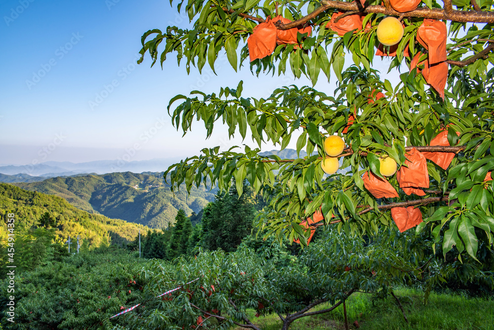 中国湖南省炎陵高山黄桃种植果林