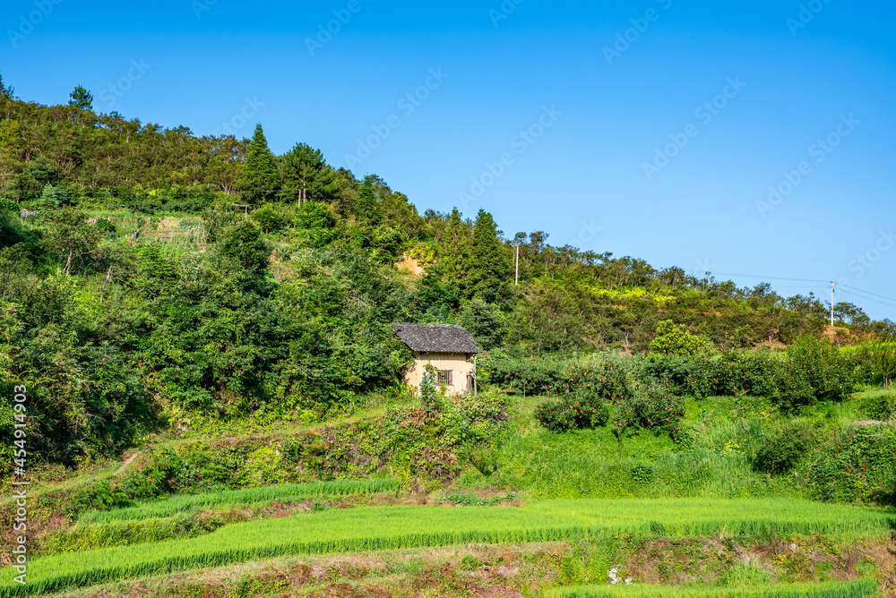 中国湖南省炎陵高山黄桃种植果林