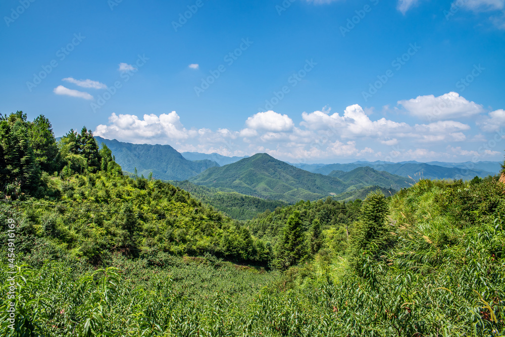 中国湖南省炎陵高山黄桃种植果林