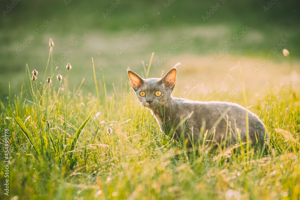 有趣的年轻灰色德文郡雷克斯小猫坐在绿草里。英国品种的短毛猫