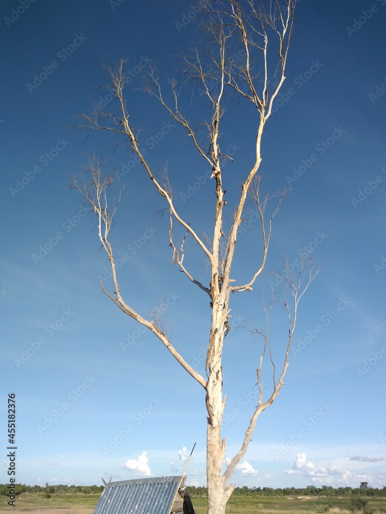 Nature,cold, landscape, frost, wood, 