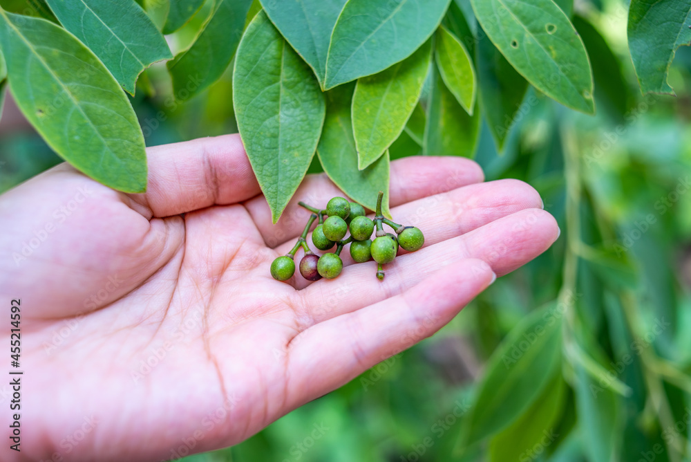 收集香料山苍子