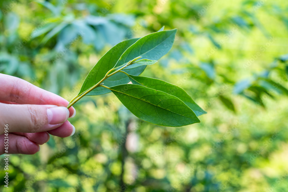 收藏中草药山苍子叶