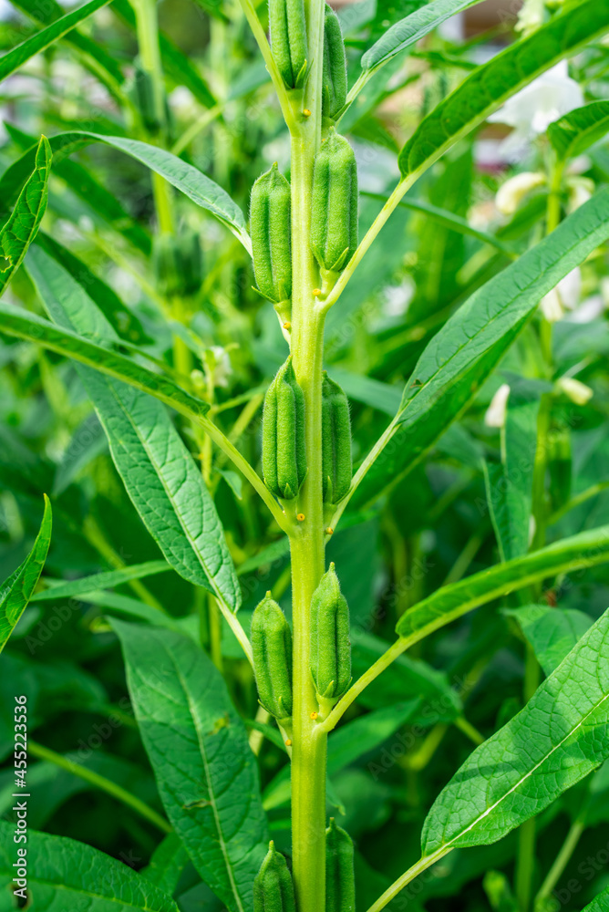 芝麻胶囊特写背景材料