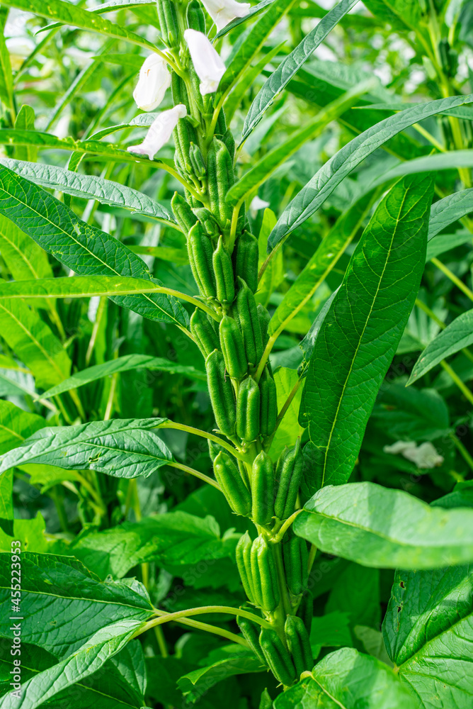 芝麻大丰收