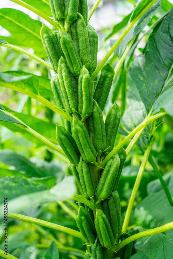 Sesame capsule close-up background material