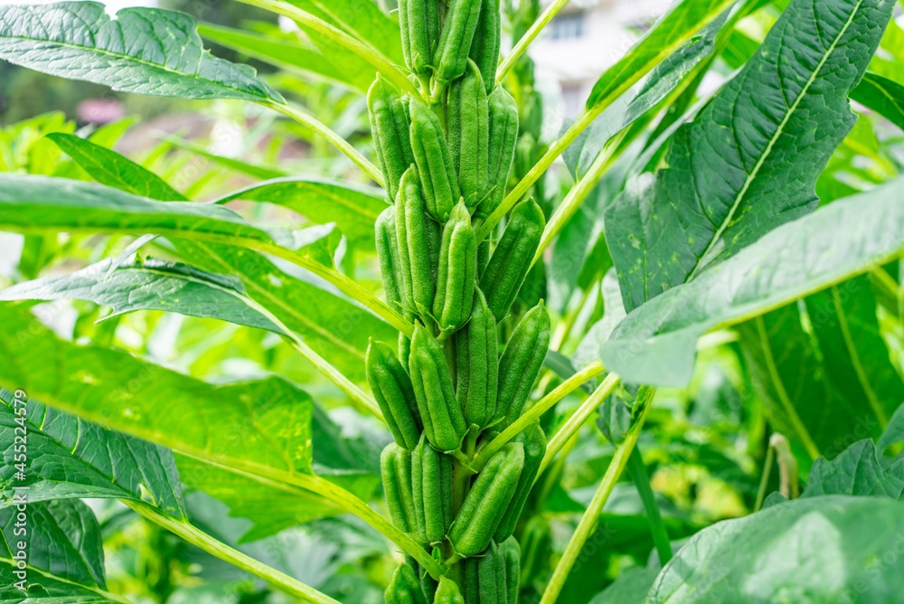 芝麻胶囊特写背景材料