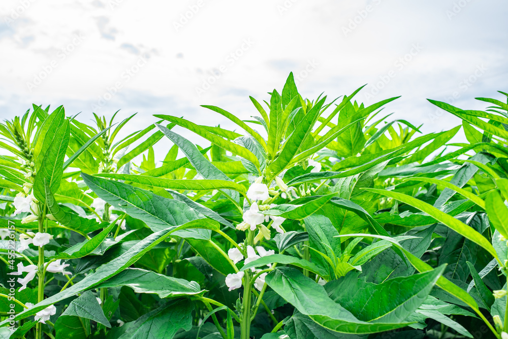 芝麻大丰收