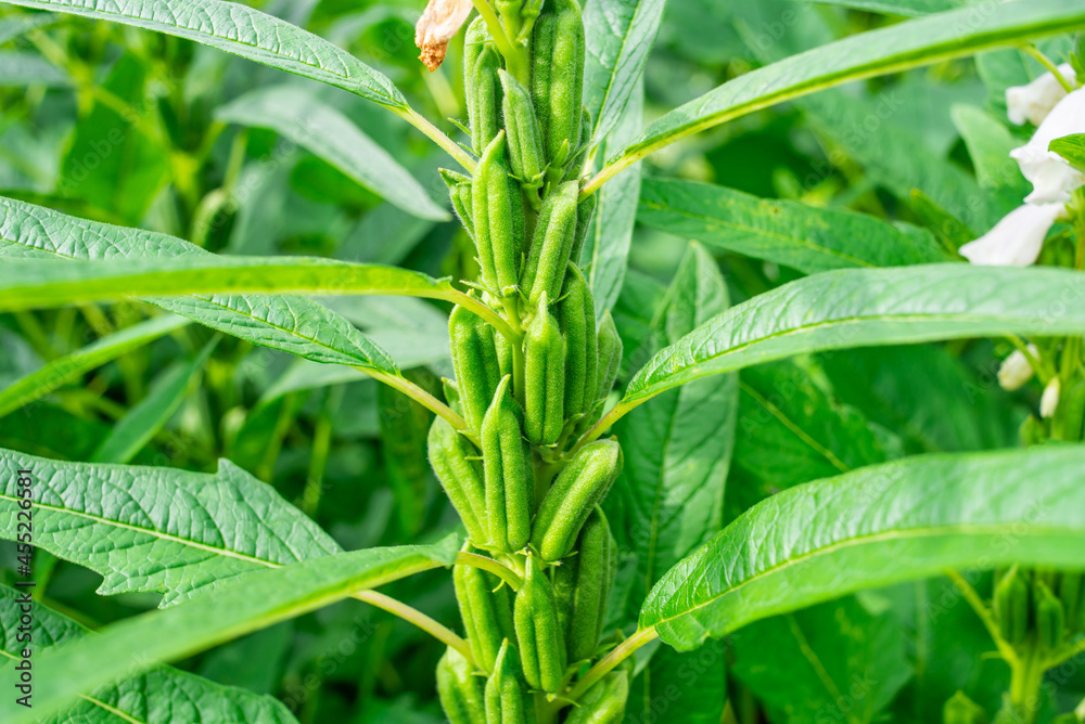 Sesame capsule close-up background material