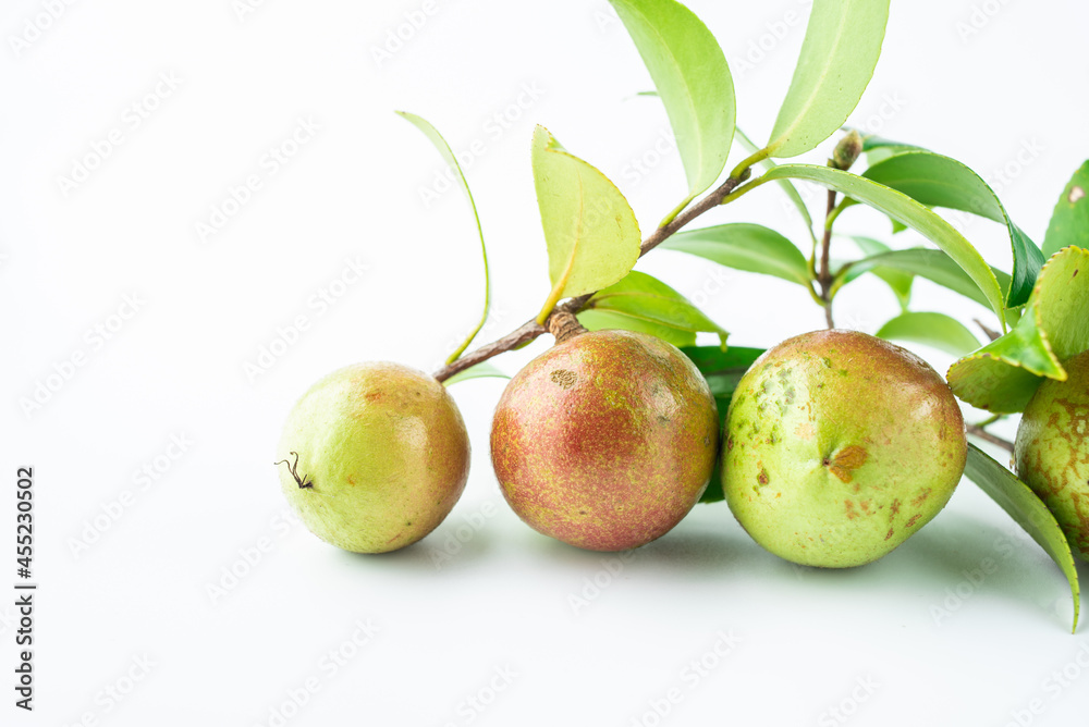 Camellia oleifera on white background