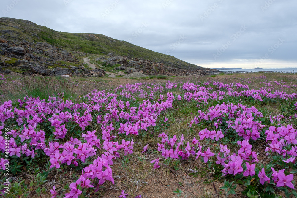 努纳武特Iqaluit：盛开的苔原——鲜花之地