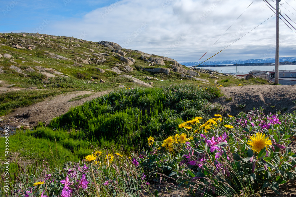 夏季的努纳武特Iqaluit：苔原上的野花