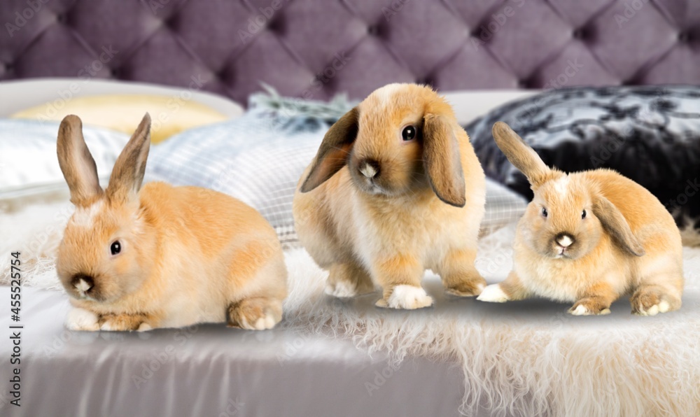 Cute fluffy rabbits bunny on bed