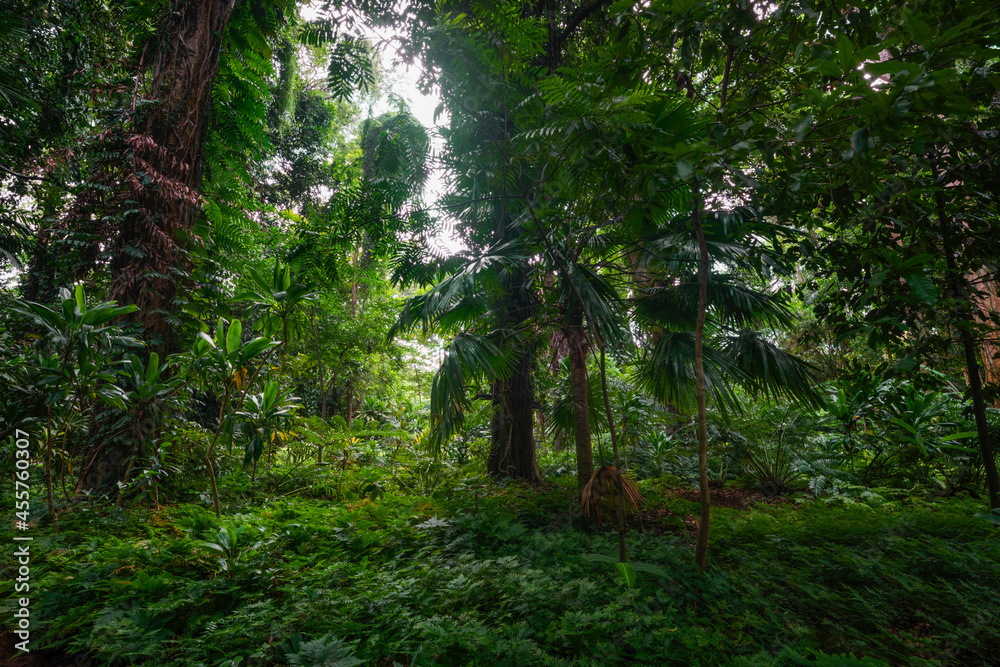 Tropical jungles of Southeast Asia