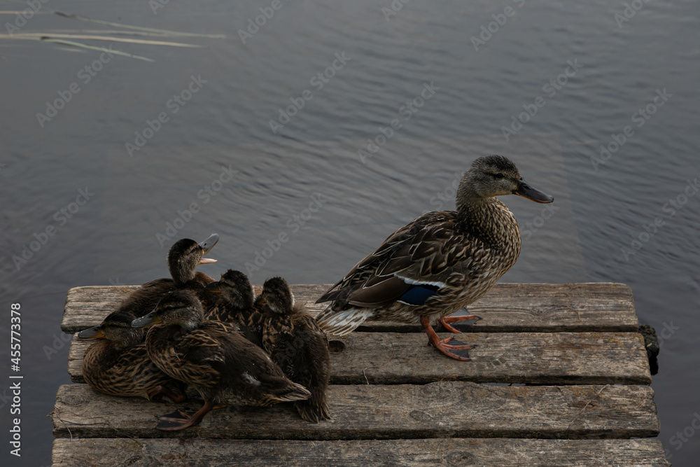 Mother duck with several ducklings. Mallard````s brood huddled together. One of ducklings opened hi