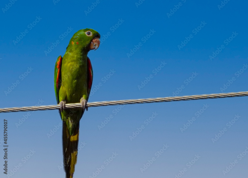 Papagaio em meio a selva de pedra