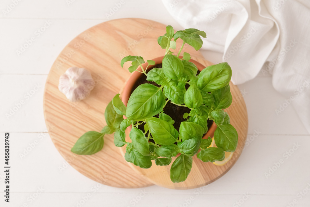 Fresh basil in pot and garlic on light background