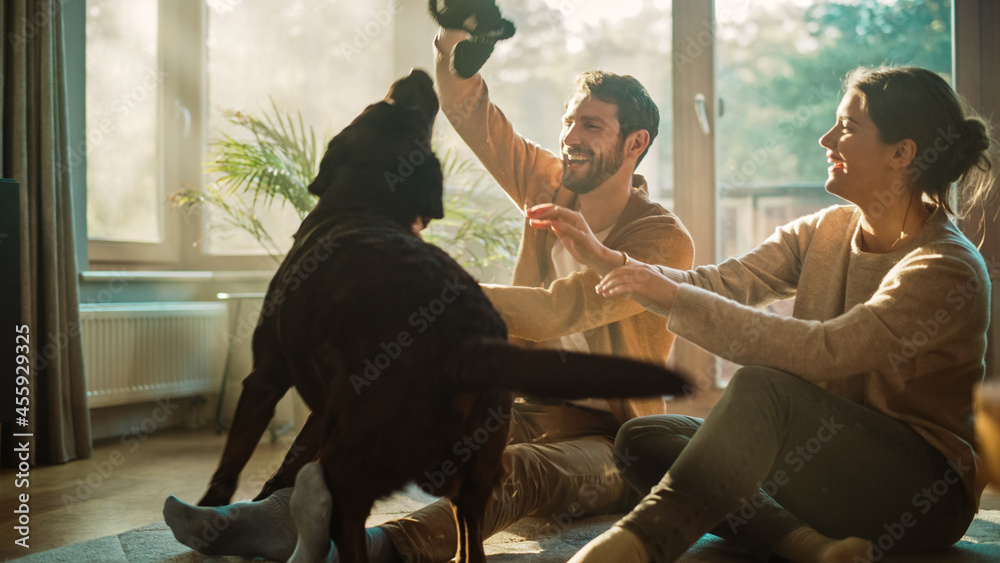 在家：幸福的夫妇和他们的狗玩耍，华丽的棕色拉布拉多寻回犬。男朋友和女朋友