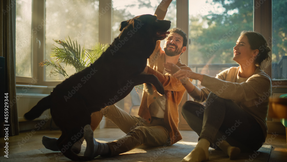 At Home: Happy Couple Play with Their Dog, Gorgeous Brown Labrador Retriever. Boyfriend and Girlfrie