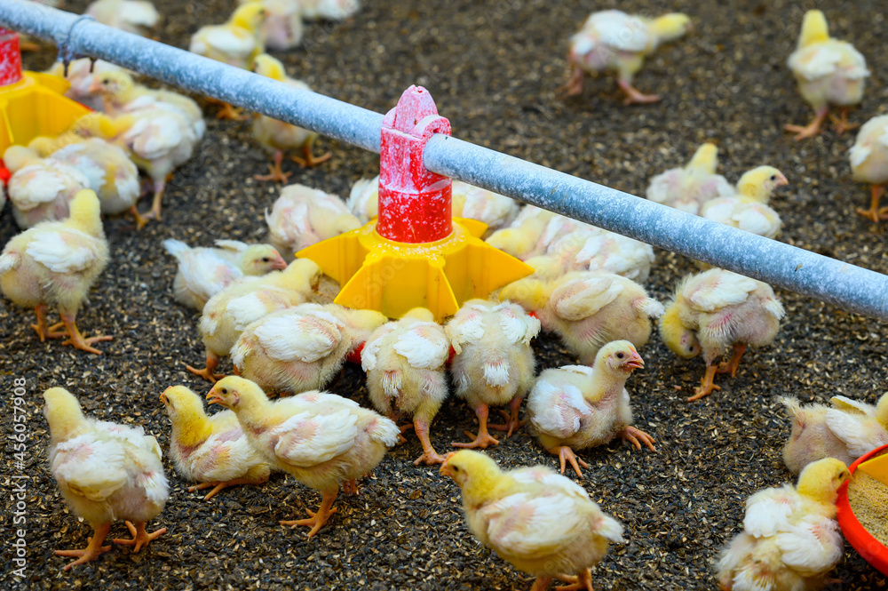 大型家禽养殖场里的小鸡视图。小鸟在吃特殊喂食器里的谷物。Agricul