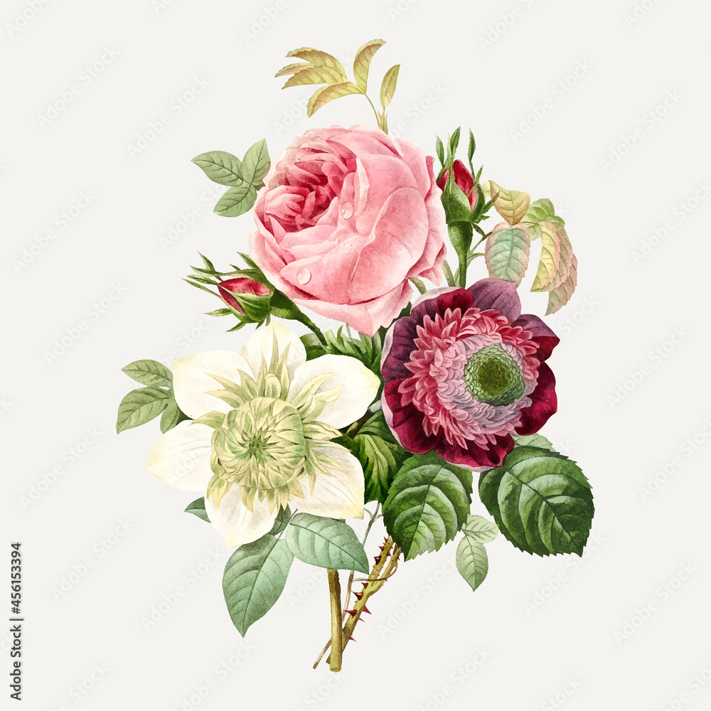 Anemone and cabbage rose vector, remixed from artworks by Pierre-Joseph Redouté