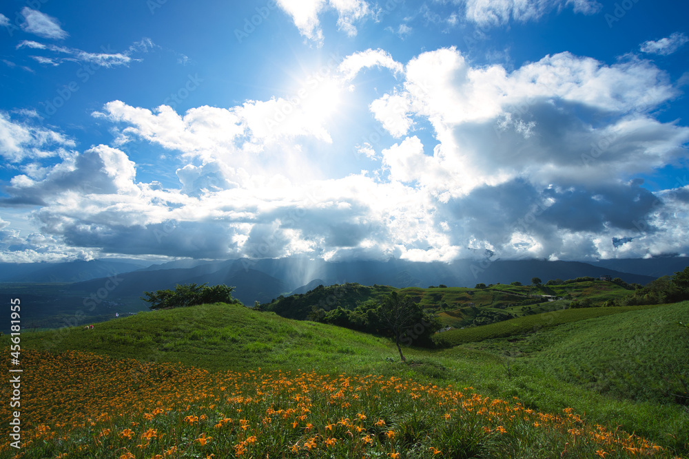 野橙睡莲花漫山遍野。