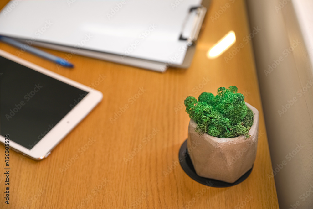 Pot with decorative green moss on table in room