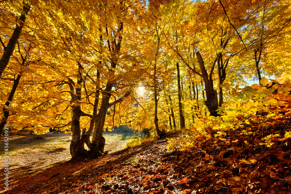 Sun rays through autumn trees. Natural autumn landscape in the forest. Autumn forest and sun as a ba