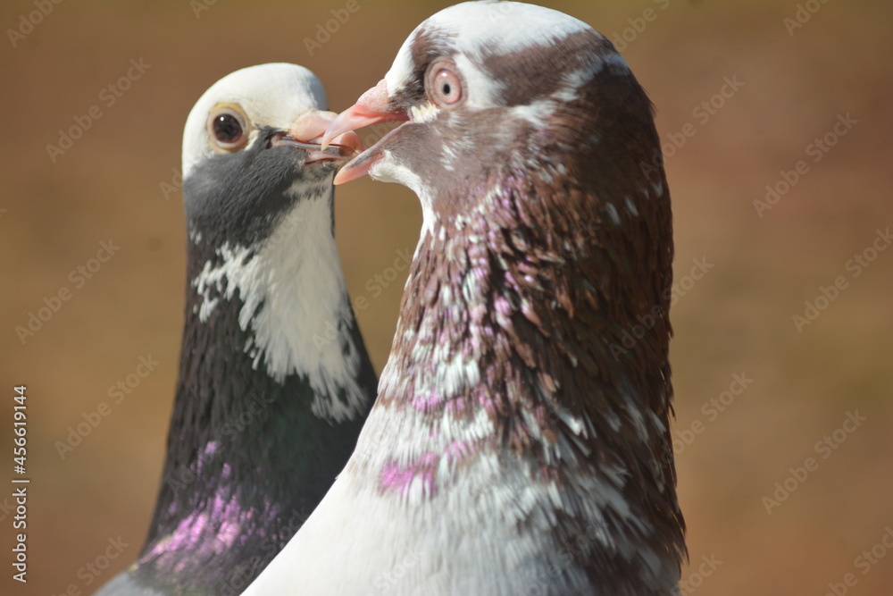 close up of a pigeon